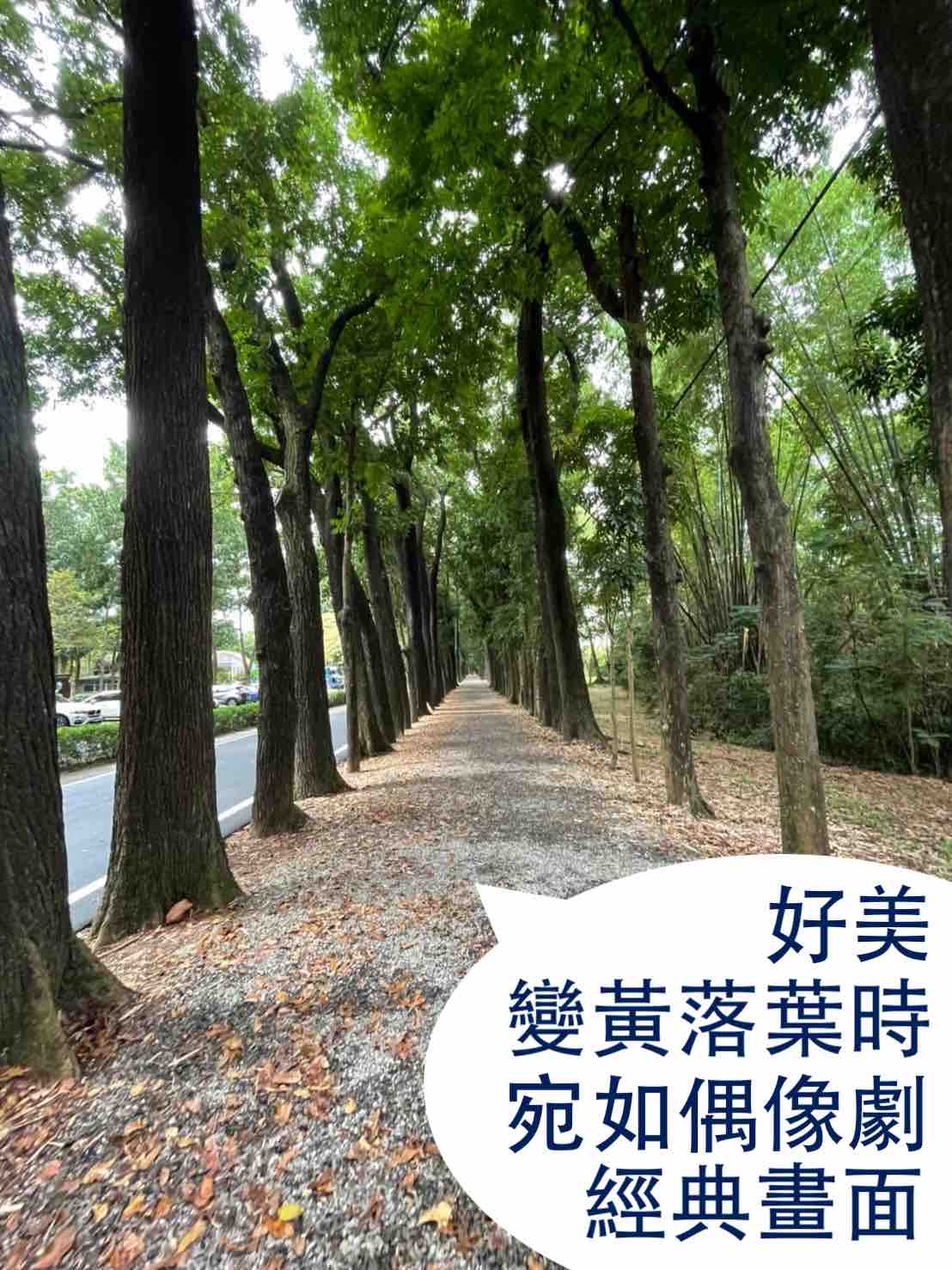 新威森林公園-桃花心木步道